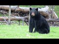 The Bears Are Awake....and Hungry at the Off Grid Cabin