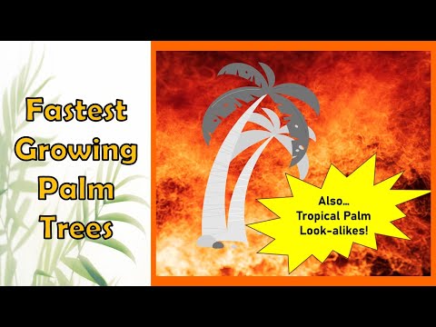 Fastest Growing Palm Trees on Earth
