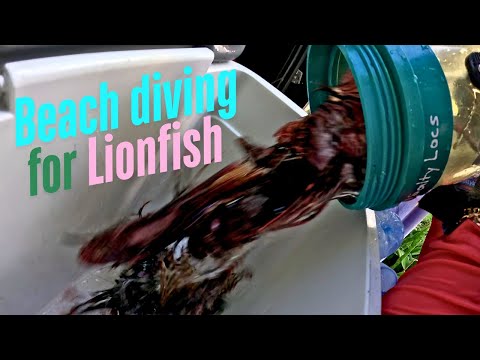 Lionfish Hunting Frenzy: How Many Can We Catch on a Shore Dive?