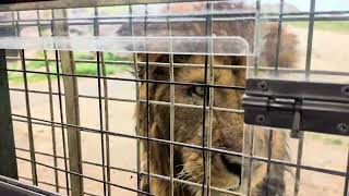 自己拿肉餵獅子，很害怕