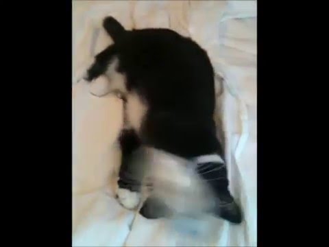Jedi Kitten Training .. Bed Sheets Gone Wild