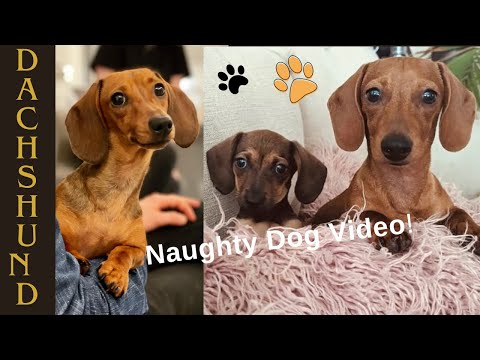 Pet Videos and Dogs & Cats