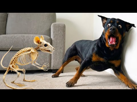 Overdramatic Dogs Who Deserve An Oscar 😁 New Funny Dog Videos