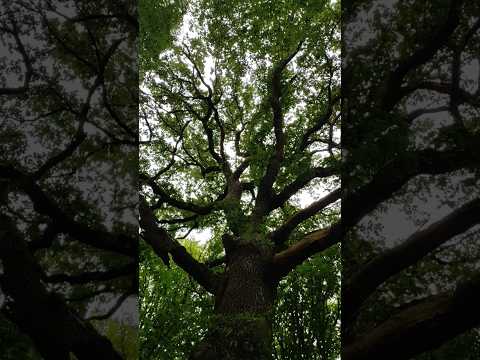 Die Kaisereiche #180 #181 #182 #183 #184 #176 #177 #178 #179 #185