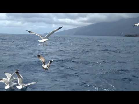 Serea Yachting excursiones marítimas El Hierro Miniatura de video de YouTube 2