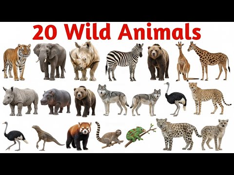 20 जंगली जानवरों के नाम सीखें | 20 Wild Animals Names for Kids Fun Learning with Pictures and Sounds