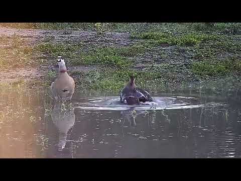 Djuma: Egyptian Goose female having bath-male comes in to mate - 07:00 - 05/26/2022