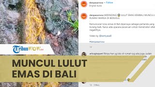 Viral Video Kemunculan Lulut Emas di Bedugul Bali, Dosen Sastra Bali Unud: Pertanda Karang Panes