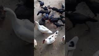Download lagu ayam & bebek entok mp3