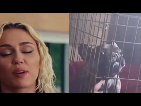 Top 15 Miley Cyrus voice memes  #viral #funny #trending #youtube