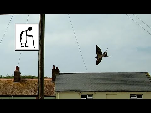 Swallows Part 2 180704 or Swifts or Martins