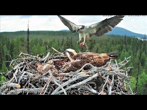 Lumi and Kajo provide good early evening fish for the chicks  2022 07 15 06 37 11 425