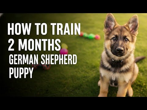 How to Train 2 Months German Shepherd Puppy | Complete Guide