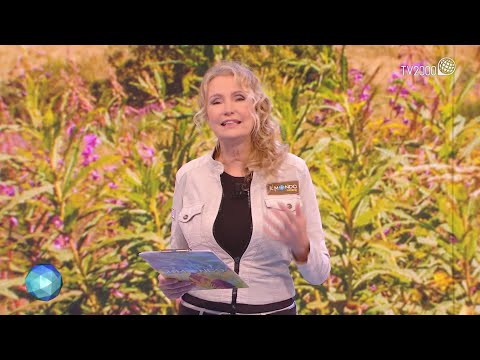 Il Mondo Insieme, 27 marzo 2022 - Thailandia, Whashington, i luoghi di san Michele in Campania