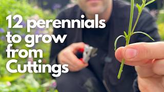 12 Easy Perennials to Take Cuttings From in May | Perennial Garden