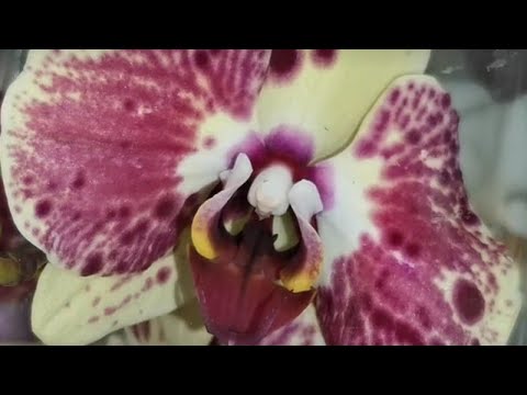 ЛЕРУА :завоз ОРХИДЕЙ!!! 13.04.23,ТЦ "Космопорт", Самара, ул. Дыбенко, 30