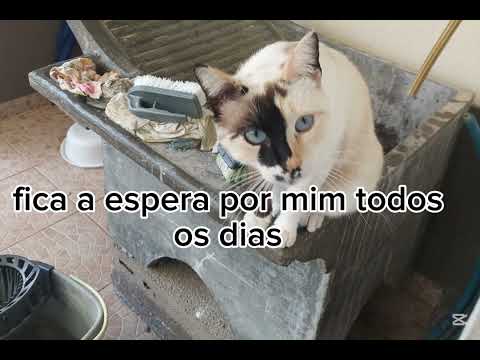 Minha gatinha francis 123 mariangel