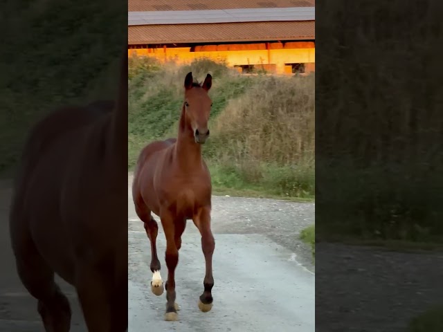 Poulain mâle par Diamant de Semilly