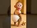 "Funny Baby Monkey Fart Moment 💨 You’ll Laugh Too! 🤣🐒"#shorts #monkey #babymonkey #funny