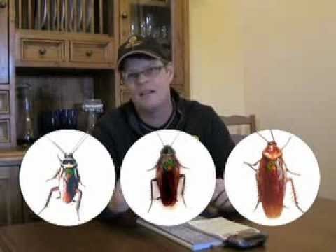 Pest Control Sydney N.S.W Australia.