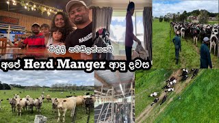 Download lagu මල්ලි Newzealand ආපු දවස | මම ආයෙත් farm එකේ වැඩ කරන්නෙ නැද්ද🤔#lifeinnewzealand #dayinthelife  mp3
