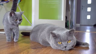Download lagu Blue British Shorthair Cats mp3