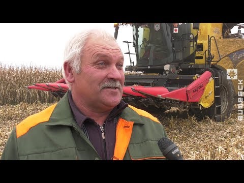 Витебская область собрала более 1 млн. тонн зерна с учётом кукурузы (27.10.2019)