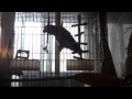 African Grey Parrot Singing Imitating Voices November2014