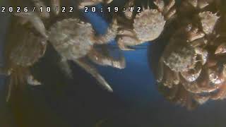 【LIVE】活蟹水槽ライブカメラ【かにのマルマサ】 live webcam