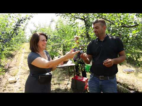 Srpski domaćin ep. 133 25.08.2022. Čumić, Kragujevac, Dušan Maksimović, berba šljive