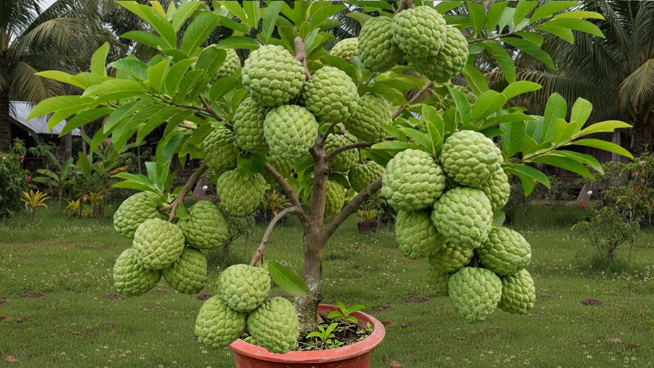 How To Propagate Sweetsop Tree From Cutting With Egg and Aloe Vera, how to growing sweetsop tree