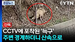 [단독] CCTV에 포착된 '늑구'...주변 경계하더니 산속으로 / YTN