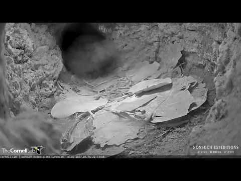 Leach's Storm-Petrel Vocalizations at the Bermuda Cahow Cam