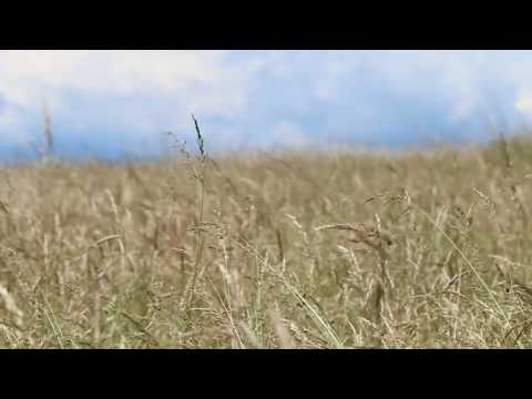 Wind in The Grass, Crickets, Birds / Relaxing Sound Of Wind