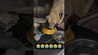 His Mouth Was Tied With Iron Wire… What Happened Next Will Make You Cry ❤️🐕 #rescue #shorts