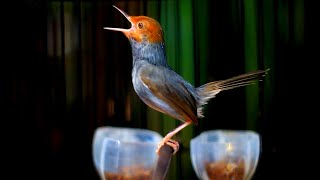 Download lagu Prenjak betina VS Prenjak Jantan !! Ampuh Dongkrak Emosi Burung Macet Bunyi mp3 Download lagu Prenjak betina VS Prenjak Jantan !! Ampuh Dongkrak Emosi Burung Macet Bunyi mp3