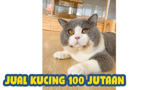 Download lagu Jual Kucing BSH Gembul 140JUTAAN  #Shorts mp3