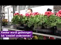Kwekerij in Huissen zit met miljoen planten in de maag