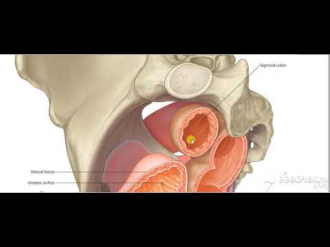 Urinary bladder superior surface relations