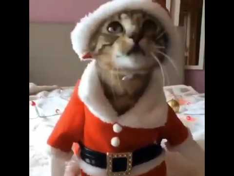 merry-christmas-funny-gif Mp4 3GP Video & Mp3 Download unlimited Videos Download merry-christmas-funny-gif Mp4 3GP Video & Mp3 Download unlimited Videos Download