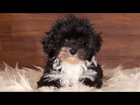 Havanese vs Maltese: Size, Personality, and Appearance