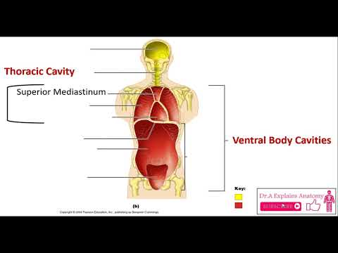 The Dorsal and Ventral Body Cavities