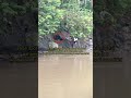 Pahami Sekitar Lokasi Pemancingan ️salah Spot Mancing Di Sungai Bisa Berbahaya Waspadalah Shorts