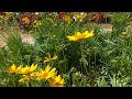 Sunflower | Bunga Matahari (10 Sec footage)