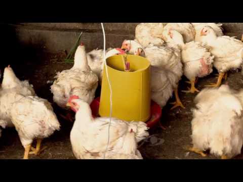 , title : 'Antibióticos naturales en los pollos | La Finca de Hoy'