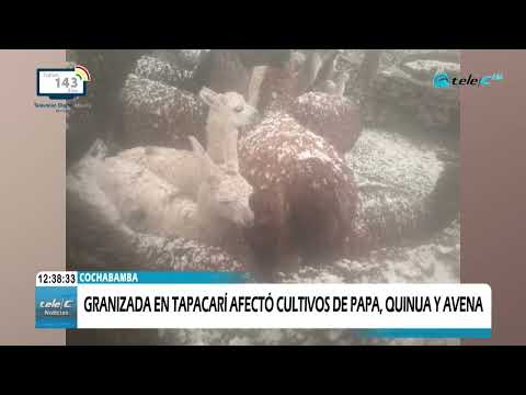 GRANIZADA EN TAPACARÍ AFECTÓ CULTIVOS DE PAPA, QUINUA Y AVENA, 200 PERSONAS AFECTADAS.