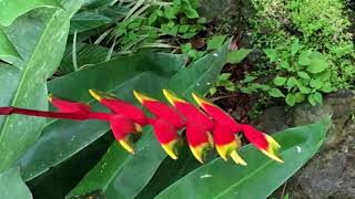 Costa Rica:  Flora & Fauna