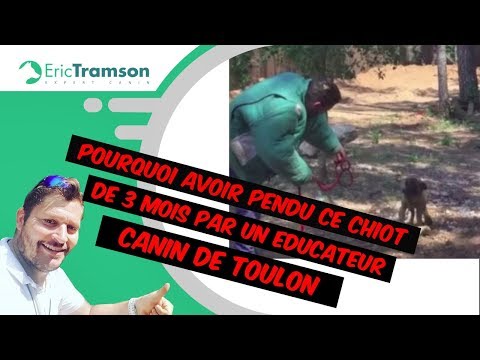 CHIOT MALINOIS DE 3 MOIS PENDU PAR EDUCATEUR CANIN  TOULON 83/VIDEO CHIEN/VAR