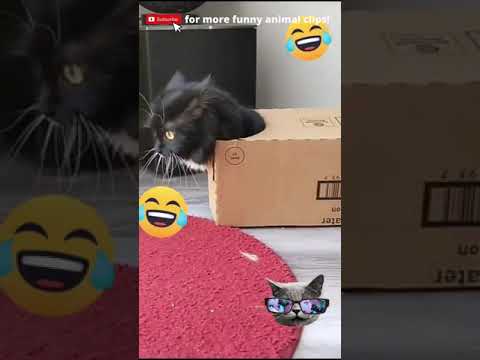 Cat walks around wearing a cardboard box! 😂😂