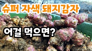 슈퍼 자색 돼지감자 놀라운 효능이 크기도 엄청나다